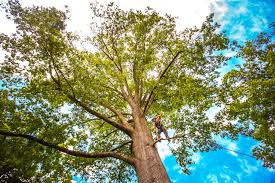 Best Tree Health Inspection  in Port Norris, NJ