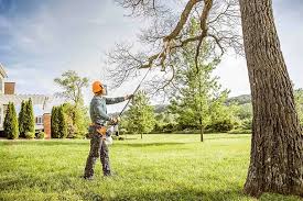 Best Tree Removal  in Port Norris, NJ