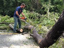 How Our Tree Care Process Works  in Port Norris, NJ