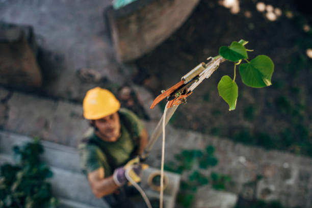 Best Tree Trimming and Pruning  in Port Norris, NJ