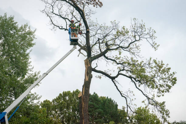 Best Arborist Consultation Services  in Port Norris, NJ