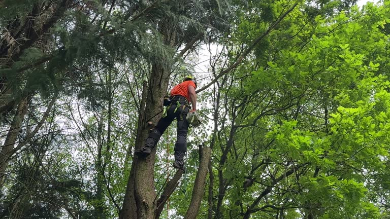 Best Tree Risk Assessment  in Port Norris, NJ