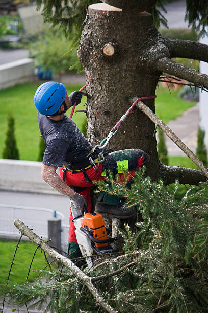 Best Hazardous Tree Removal  in Port Norris, NJ