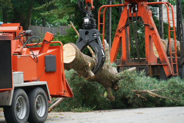  Port Norris, NJ Tree Services Pros